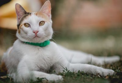 Close-up portrait of a cat