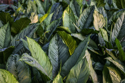 Full frame shot of leaves in market