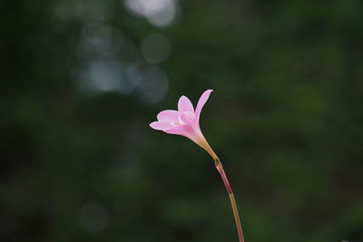 Close-up of pink flower