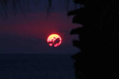 Silhouette tree against sea during sunset