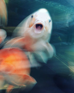 Fish swimming in aquarium