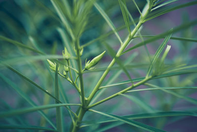 Close-up of plant growing on field