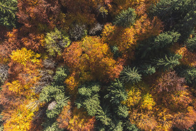Close-up of trees in forest during autumn