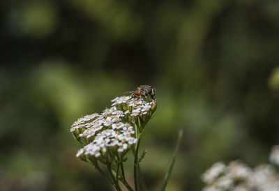 Close-up of insect on plant