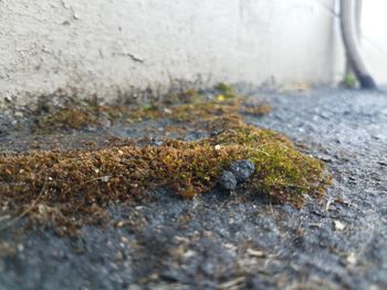 High angle view of lizard on rock