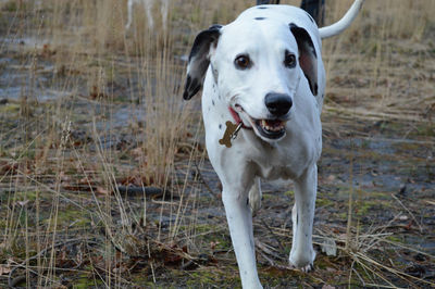 Dog standing on field