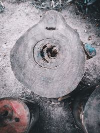 High angle view of tree stump