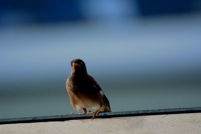 Bird perching on retaining wall against sky