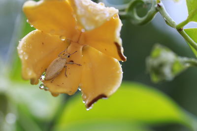 Close-up of wet yellow rose flower