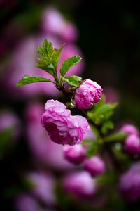 Close-up of pink flowers