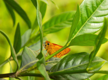 A yellow butterfly hiding behind the greeny leaves and bokeh background.