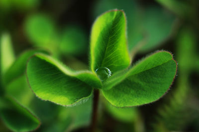Close-up of green leaves