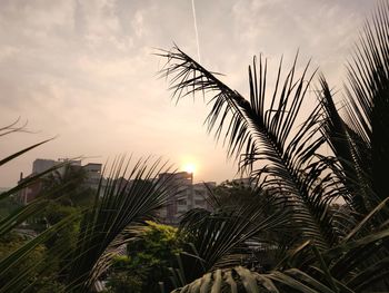 Low angle view of palm trees against sky at sunset