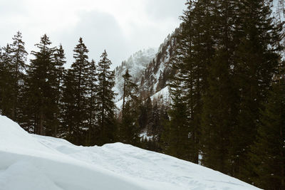 Pine trees on snow covered mountain against sky