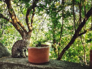 Cat on tree trunk