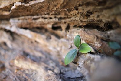 Close-up of plant growing on tree trunk