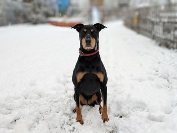 Dog standing on snow covered land