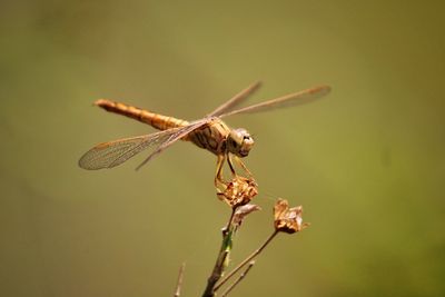 Close-up of dragonfly on plant