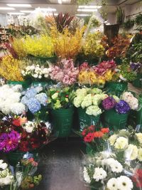 Close-up of flowers in greenhouse