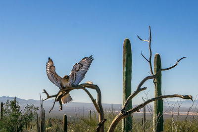 Bird on tree against clear sky