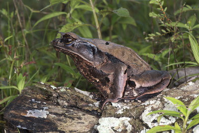 Close-up of frog on rock