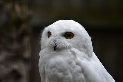 Close-up of a owl