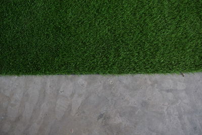 High angle view of grass growing in field