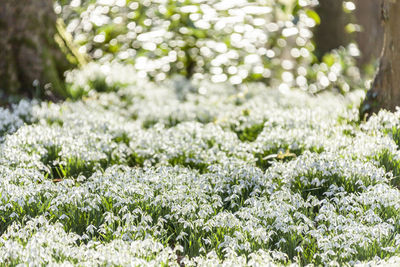 Close-up of white flowering plants