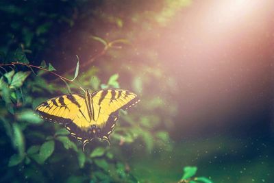 Close-up of butterfly on leaf