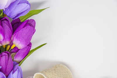 Close-up of purple flowering plant against white background