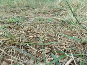 Plants growing on field