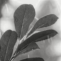 Close-up of wet leaf