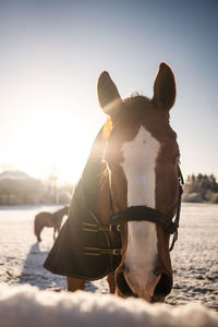 View of a horse at sunset