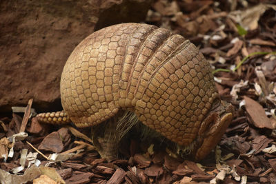 Terrific shell on an armadillo on a warm summer day.