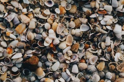 Full frame shot of shells on beach