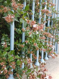 Flowers growing outdoors