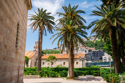 palm tree