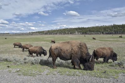 Bison in a yellow stone