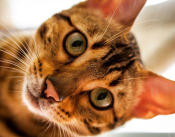 Close-up portrait of cat