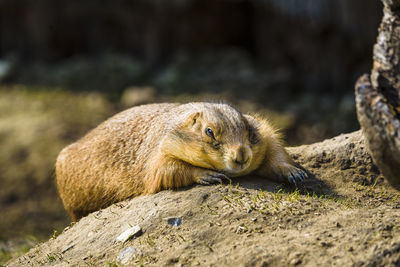 Close-up of rodent on rock