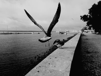 View of seagulls on shore against sky