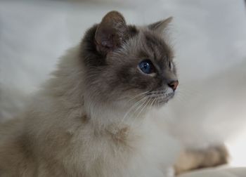 Close-up of cat looking away