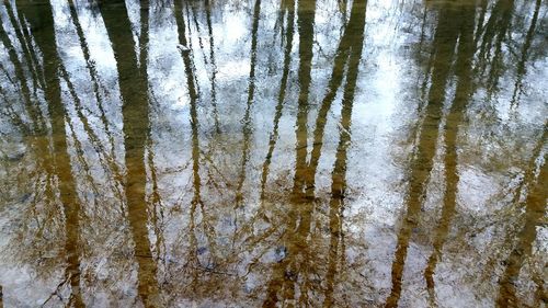 Reflection of trees in water