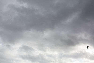 Low angle view of bird flying in sky