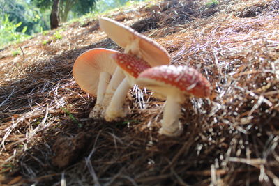 Close-up of mushroom on field