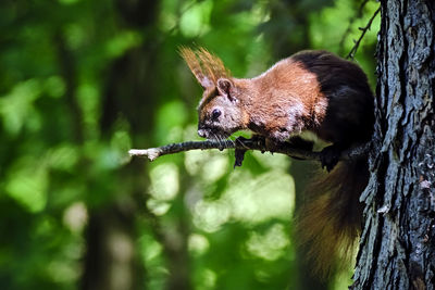 Close-up of squirrel on tree trunk
