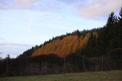 Trees on field against sky