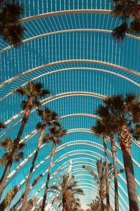 Low angle view of palm trees against blue sky