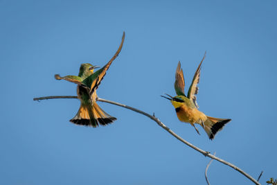 Low angle view of bird perching against clear blue sky