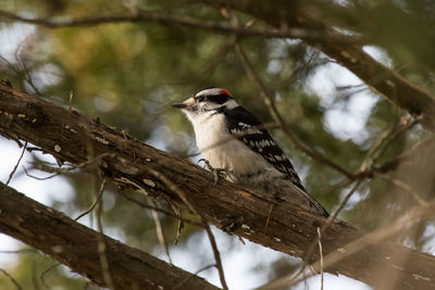 Low angle view of bird perching on branch